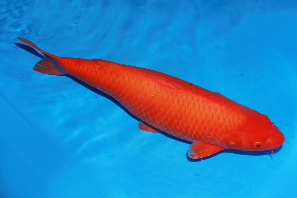 349006 74cm 大日产 黄猿 雌性 C4 (2).JPG