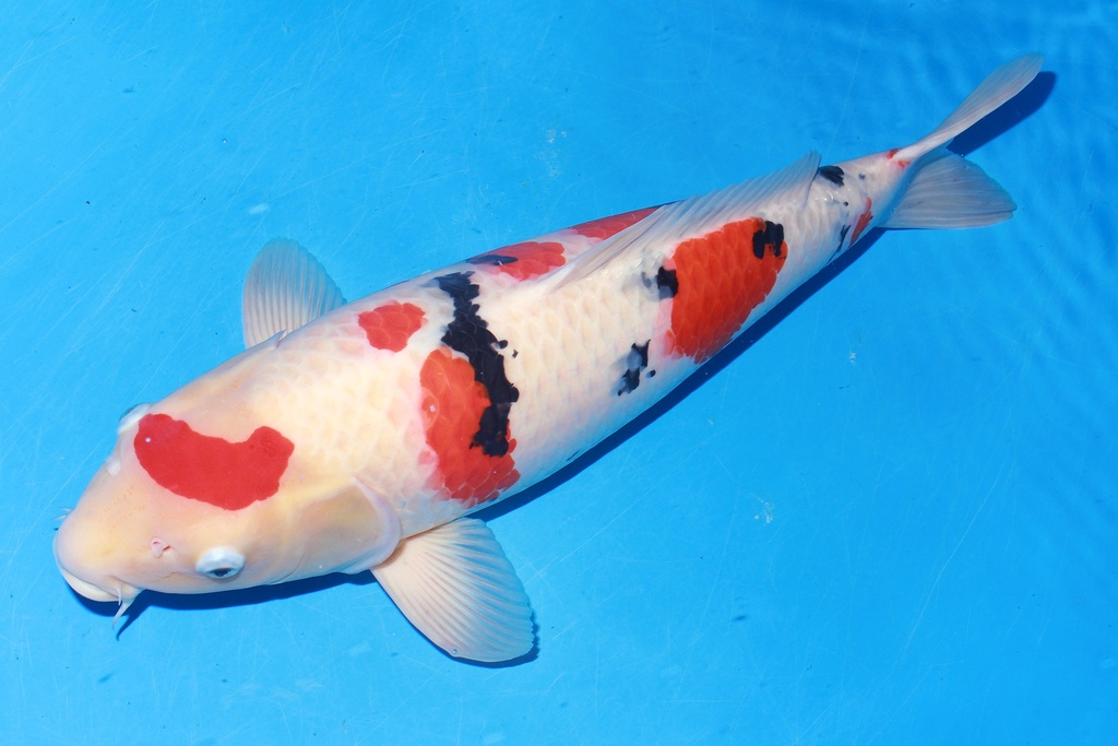 349010 69cm 丸堂产 大正 雌性 H8 (3).JPG