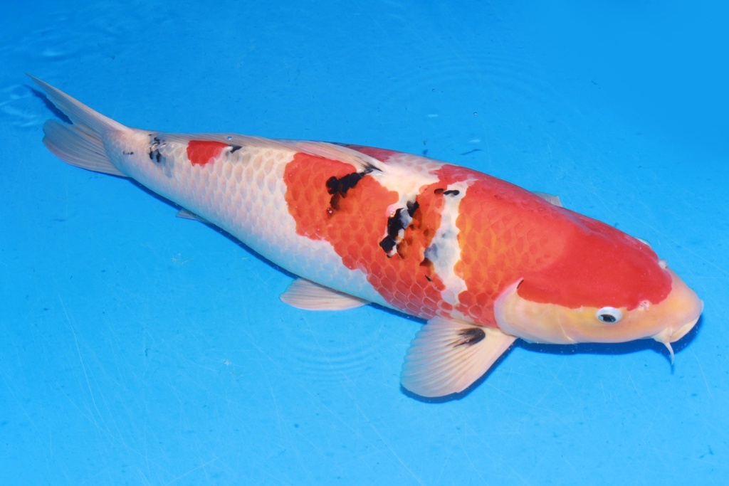 349011 68cm 新阪井产 大正 雌性 H8 体型不顺 (2).JPG