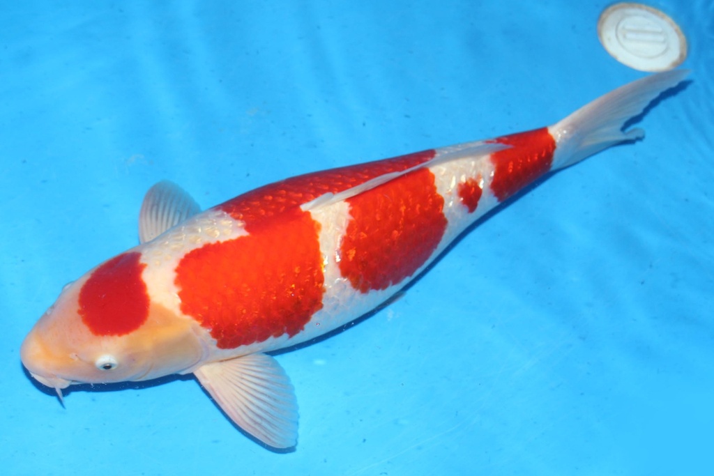 349012 66cm 大日产 银鳞红白 雌性  B10 (3).JPG