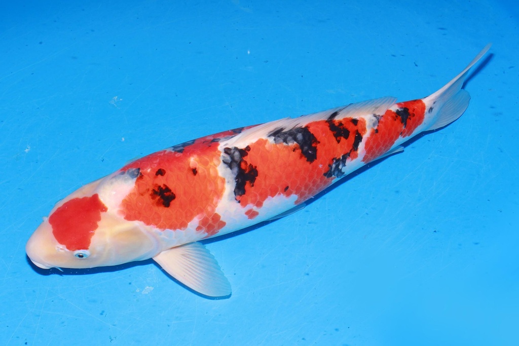 349013 63cm 桃太郎产 大正 雄性 C1 (3).JPG