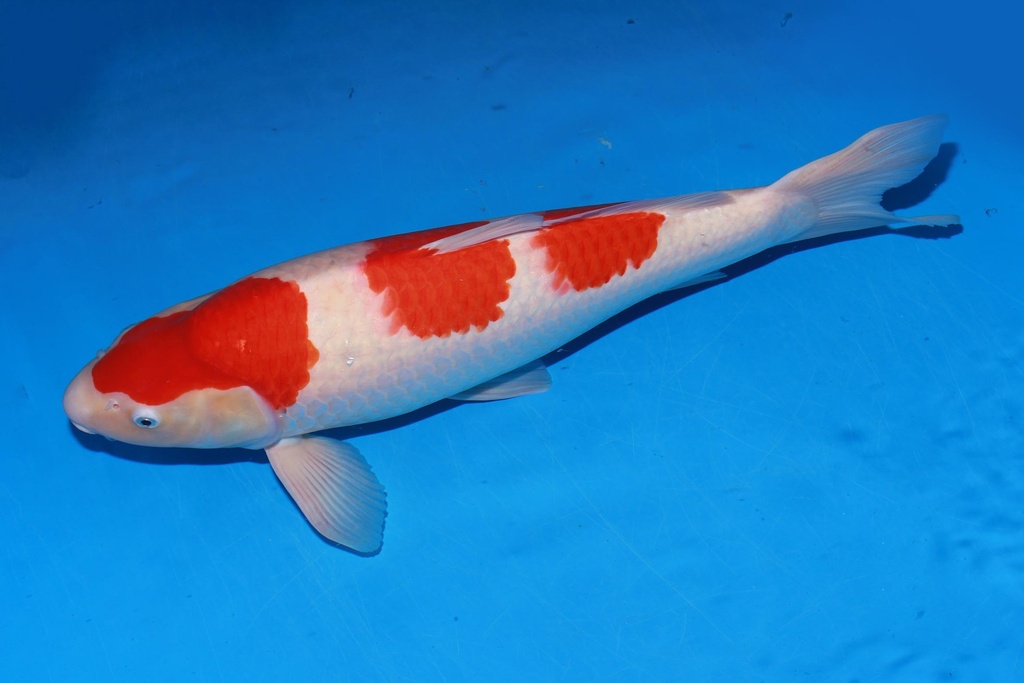 349014 62cm 桃太郎产 红白 雄性 C1 (3).JPG