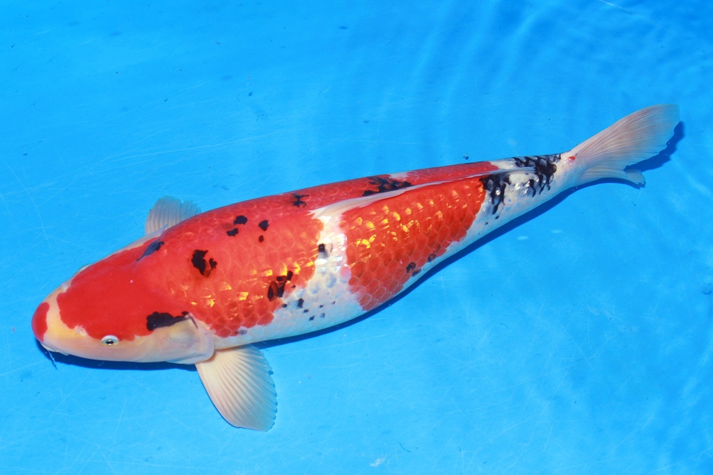 349015 61cm 丸堂产 银鳞大正 雌性 H8 (3).JPG