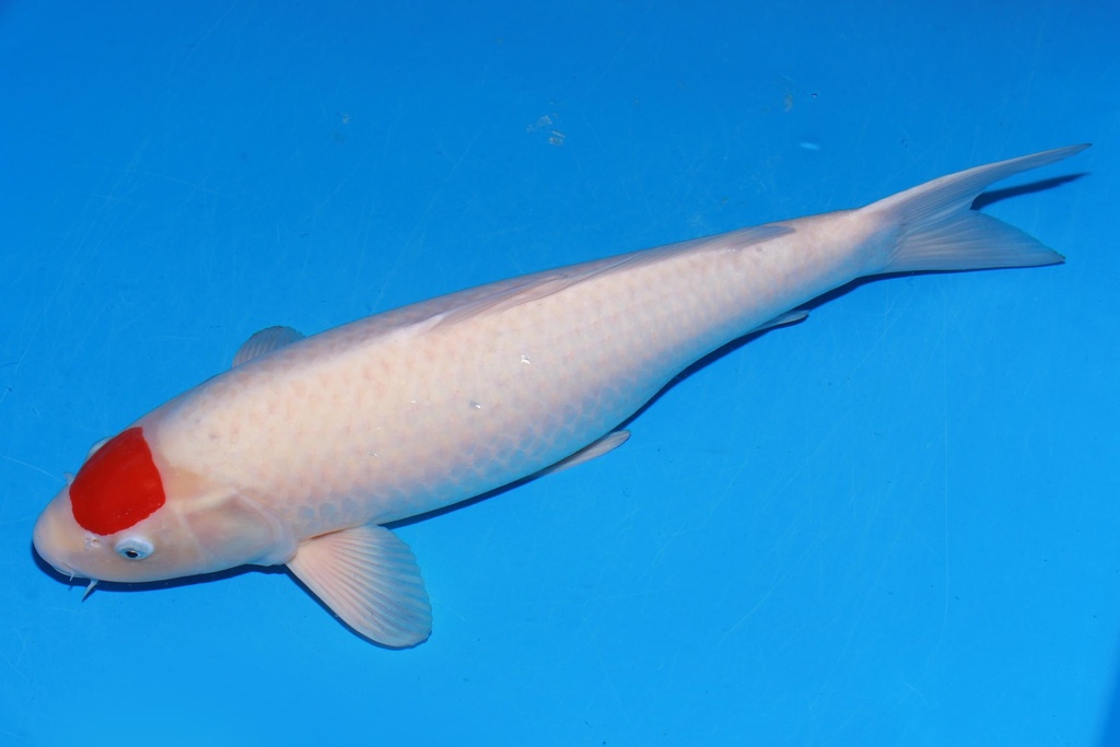 349017 59cm 丸重产 丹顶 雌性 H3 (3).JPG