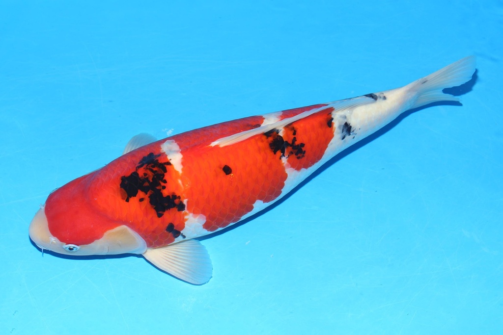 349018 59cm 阪井产 大正 雌性 A9 歪嘴 (3).JPG