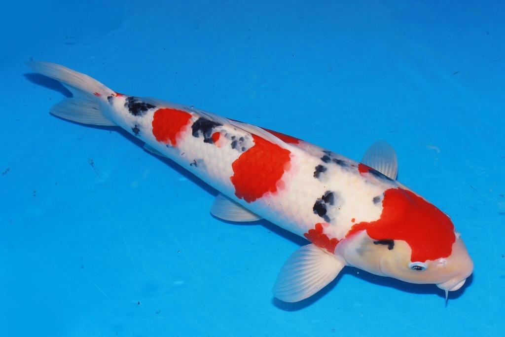 349019 58cm 阪井产 大正 雌性 花园池 歪嘴 爱的狂风 (2).JPG