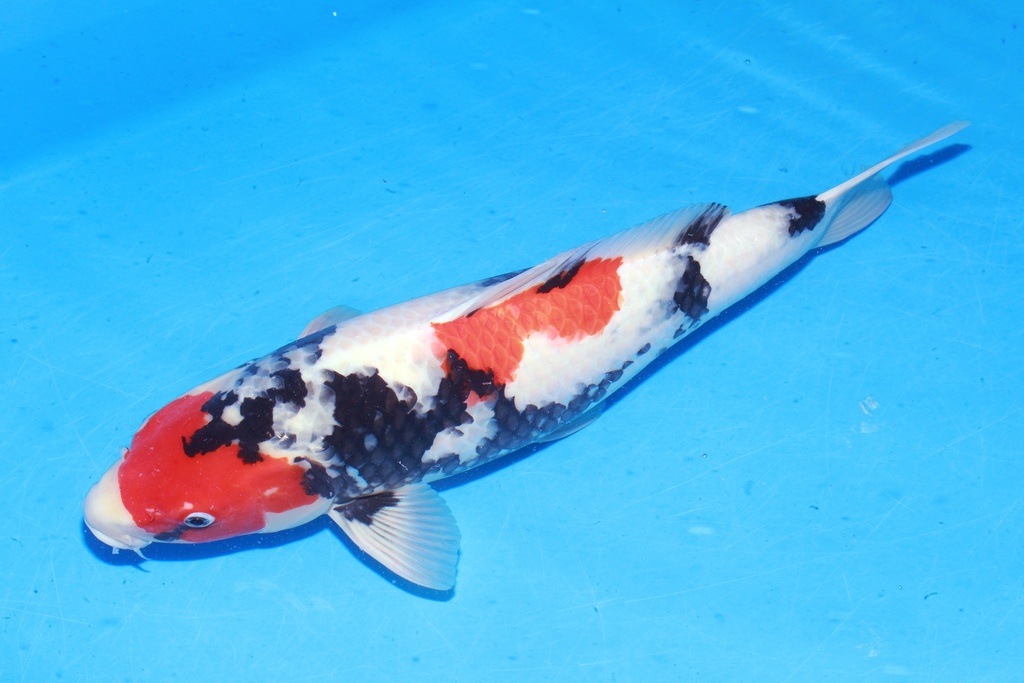 349021 53cm 尾形产 昭和 雌性 C2 (3).JPG