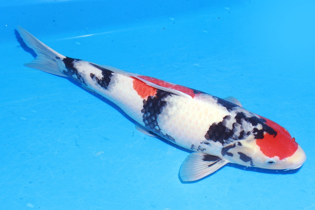 349021 53cm 尾形产 昭和 雌性 C2 (2).JPG