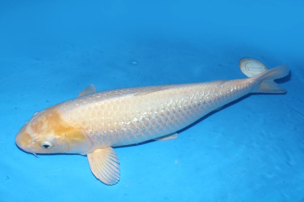 349024 72cm 菅野产 银鳞白金 雌性 花园池 (3).JPG