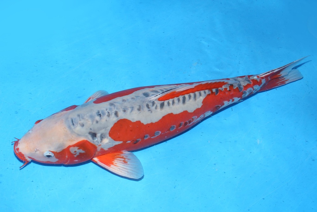 349025 71cm 尾形产 秋翠 雌性 B10 (3).JPG