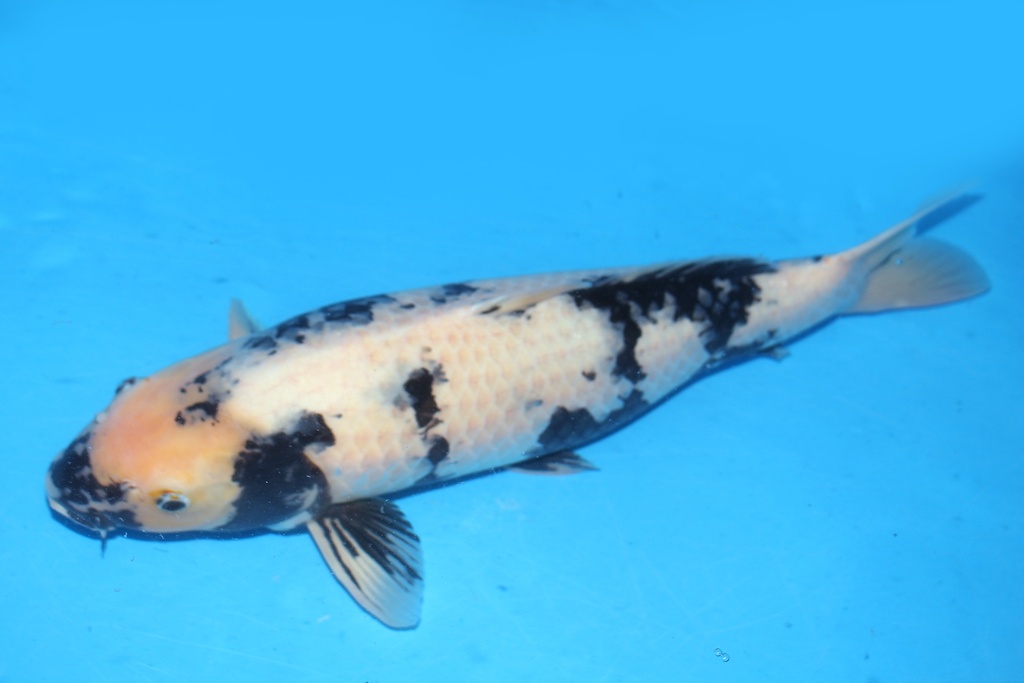 349035 58cm 大日产 白泻 雌性 花园池  348LP (3).JPG