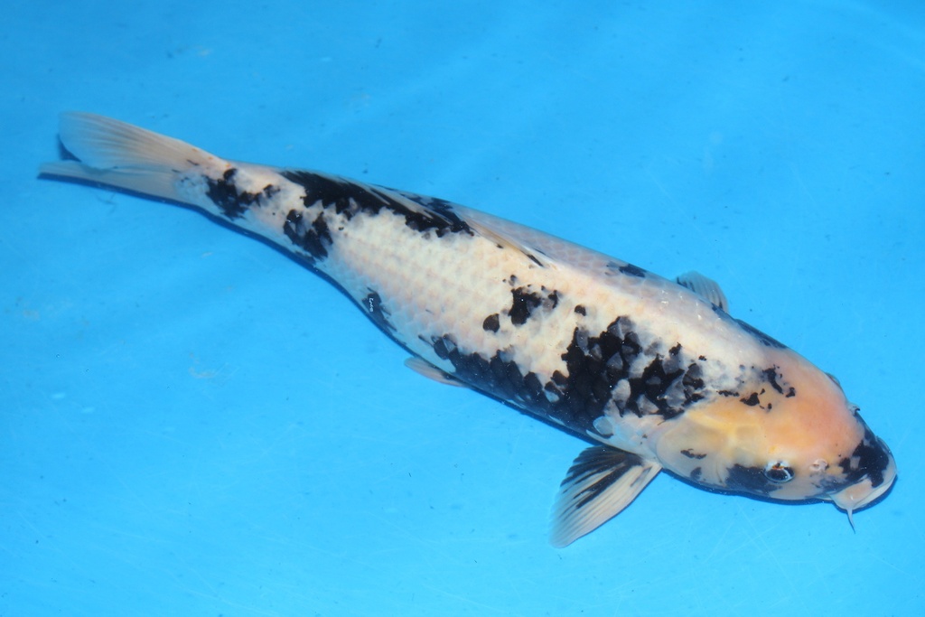 349035 58cm 大日产 白泻 雌性 花园池  348LP (2).JPG