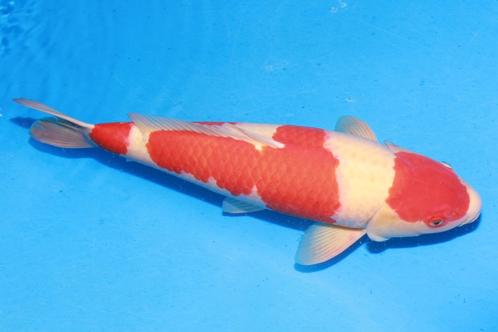 349036 58cm 阪井产 红白 雌性 枫树 D2 (2).JPG