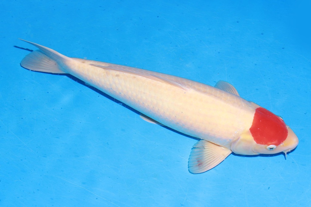 349038 57cm 大日产 丹顶 雄性 C1 芯片12462 (2).JPG