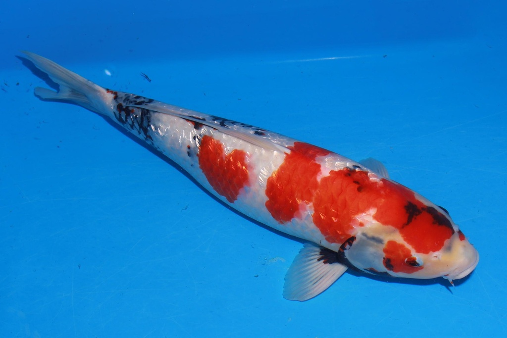 349040 53cm 尾形产 银鳞昭和 雌性 花园池 (2).JPG