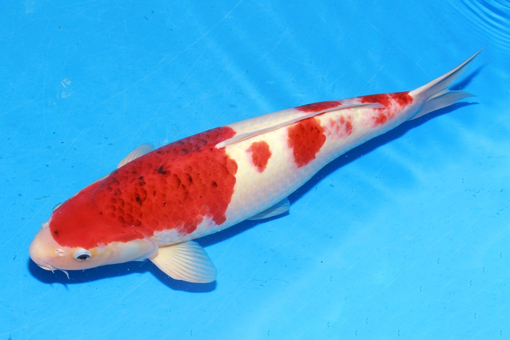 349042 51cm 尾形产 蓝衣 雌性 C2 (3).JPG