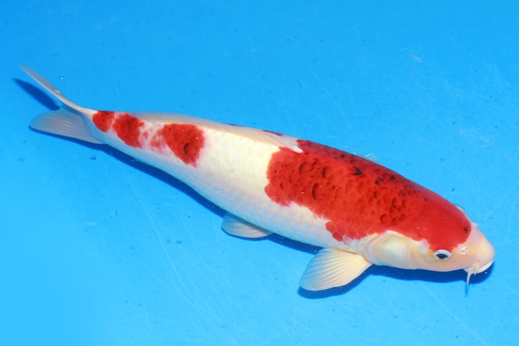 349042 51cm 尾形产 蓝衣 雌性 C2 (2).JPG