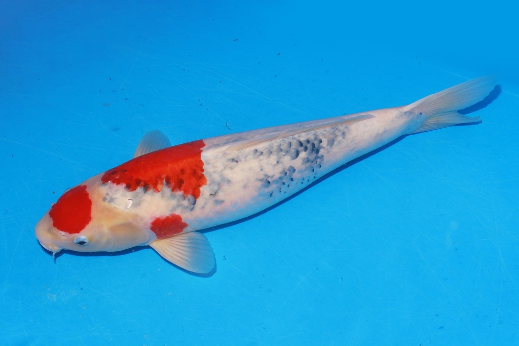 349048 55cm 大日产 雌性 花园池 344LP (3).JPG