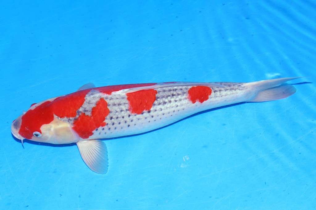 349051 52cm 川上产 五色 雌性 C2 (3).JPG