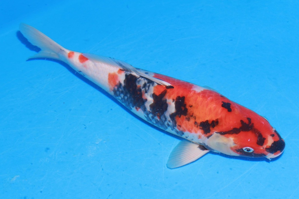 349056 43cm 伊佐产 昭和 雄性 M4 (2).JPG