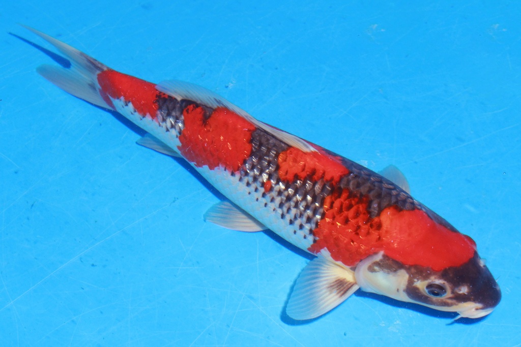 349059 40cm 川上产 银鳞五色 雌性 H8 (2).JPG