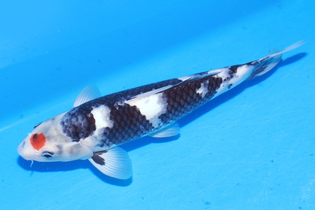 349060 39cm 尾形产 丹顶昭和 雌性 C2 (3).JPG