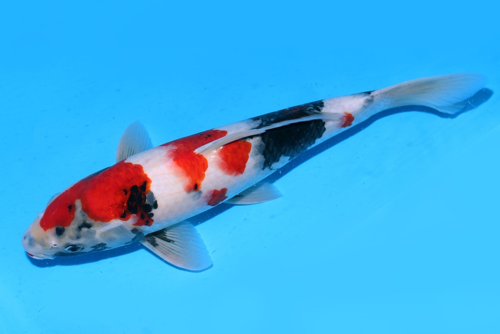 349061 38cm 尾形产 昭和 二才 雄性 P12 (3).JPG