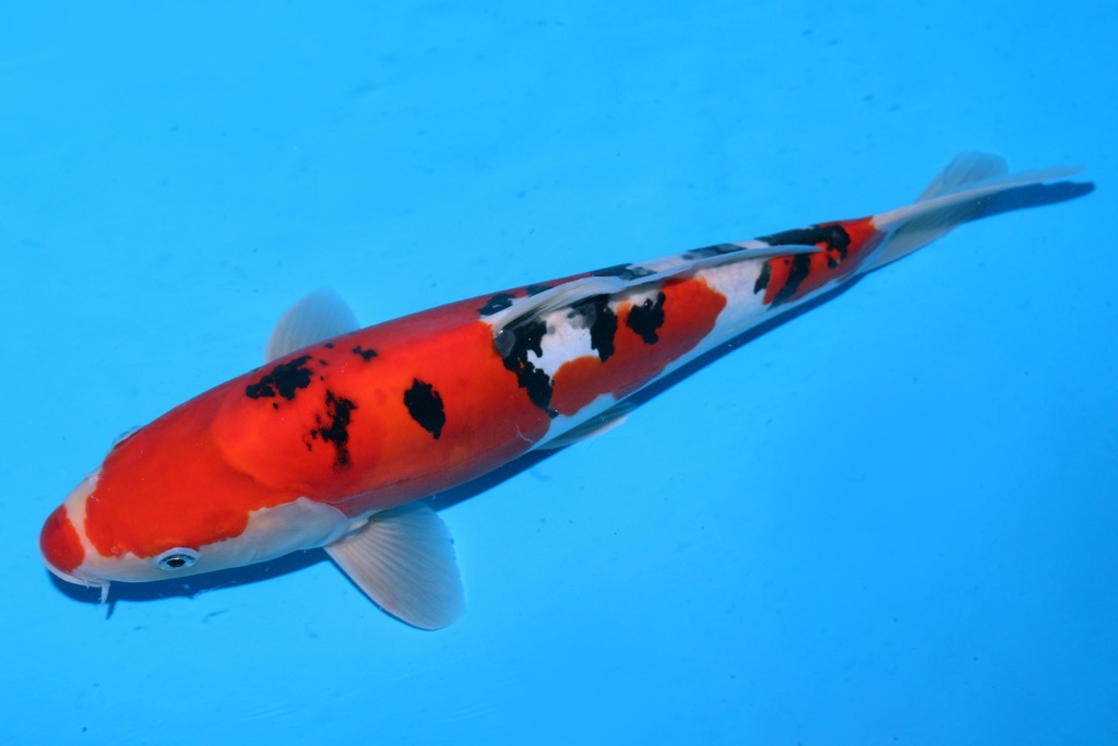 349062 38cm 尾形产 德国大正 二才 雌性 P12 (3).JPG