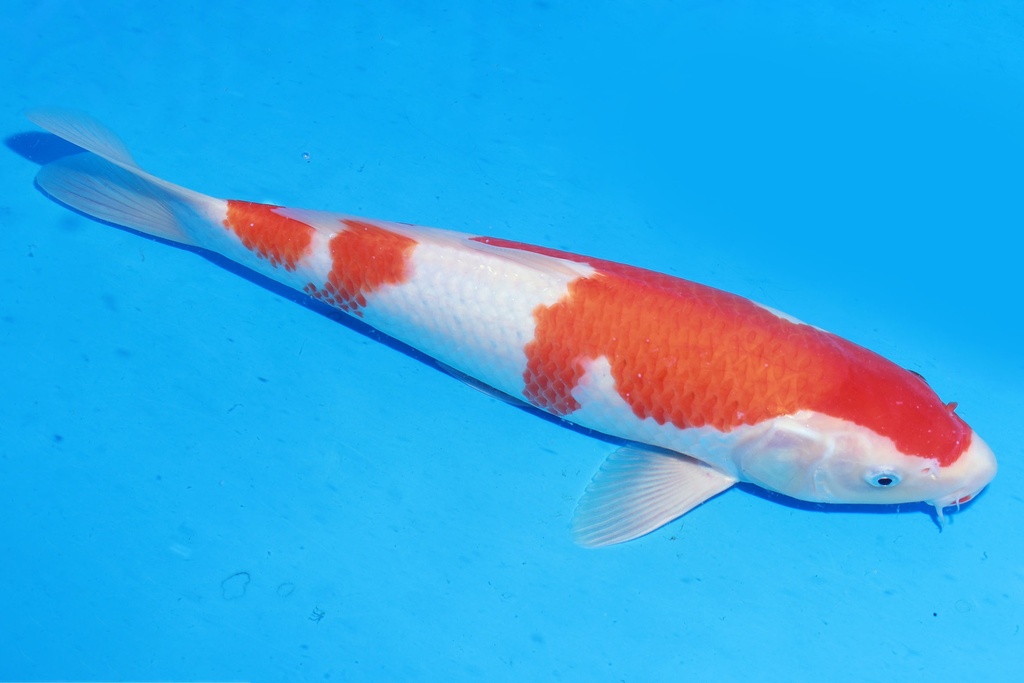 349063 38cm 桃太郎产 雄性 M4 (2).JPG