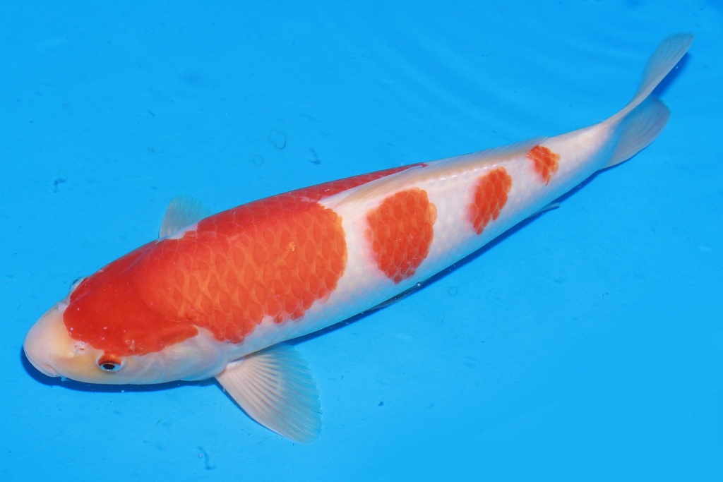 349064 38cm 桃太郎产 红白 雄性 M4 (3).JPG