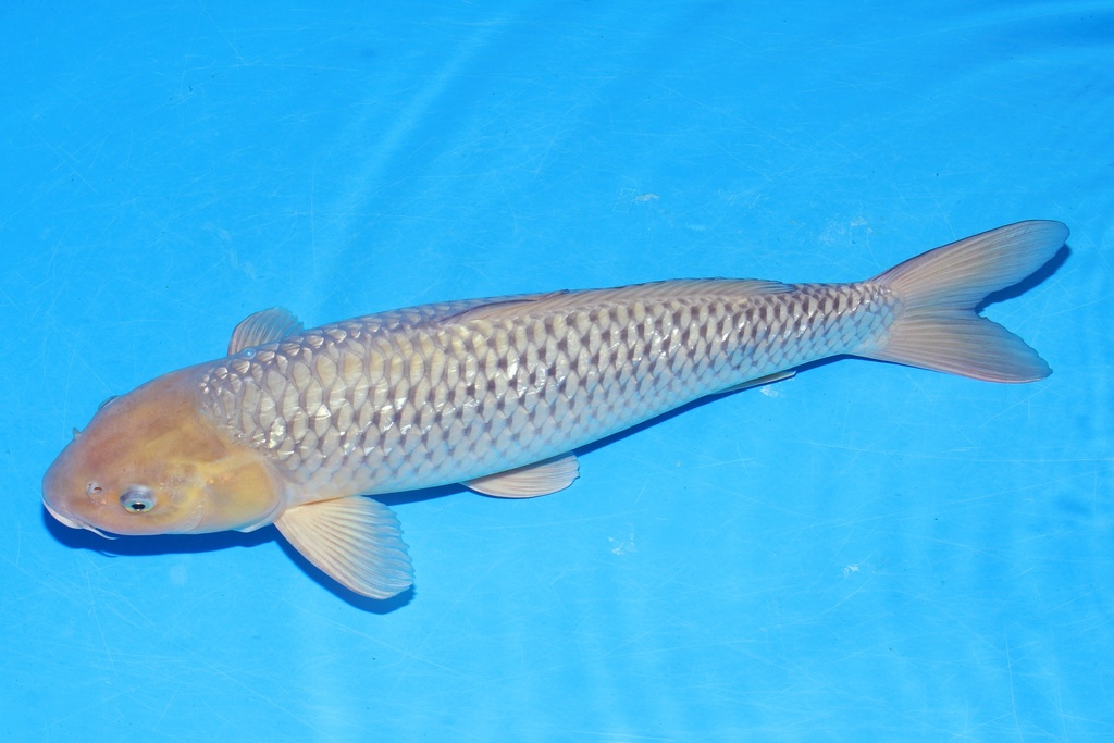 349070 59cm 山重 银鳞空鲤 雌性 M11 (3).JPG