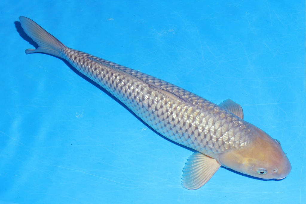 349070 59cm 山重 银鳞空鲤 雌性 M11 (2).JPG