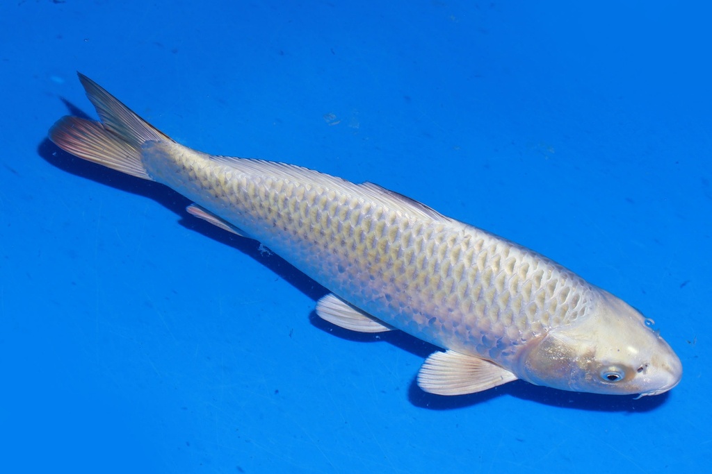 349074 39cm 尾形产 银狐 雌性 S4上 (2).JPG