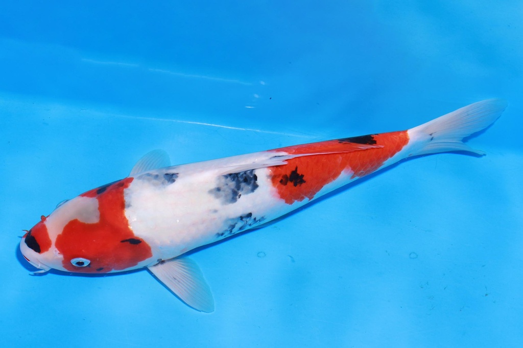 349077 37cm 伊佐产 昭和 雄性 M4  (3).JPG