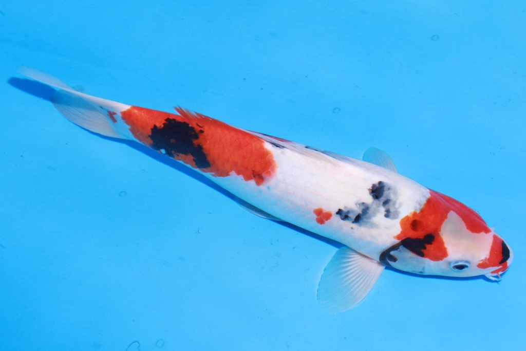 349077 37cm 伊佐产 昭和 雄性 M4  (2).JPG