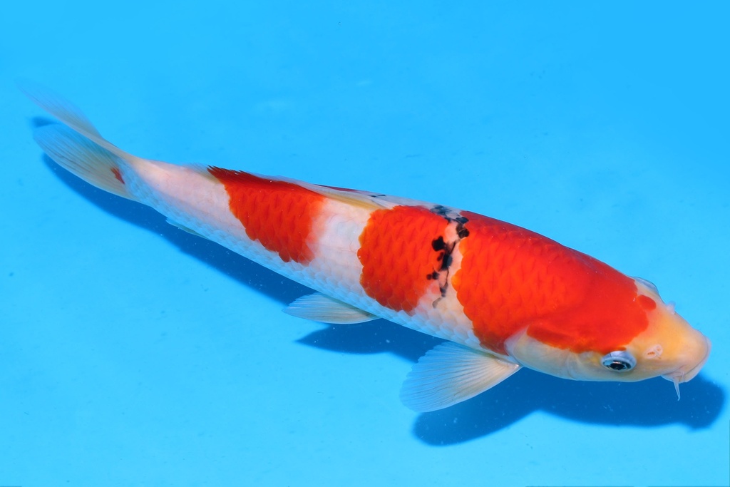 349081 26m 阪井产 大正 当才 公母不明 S15下 (2).JPG