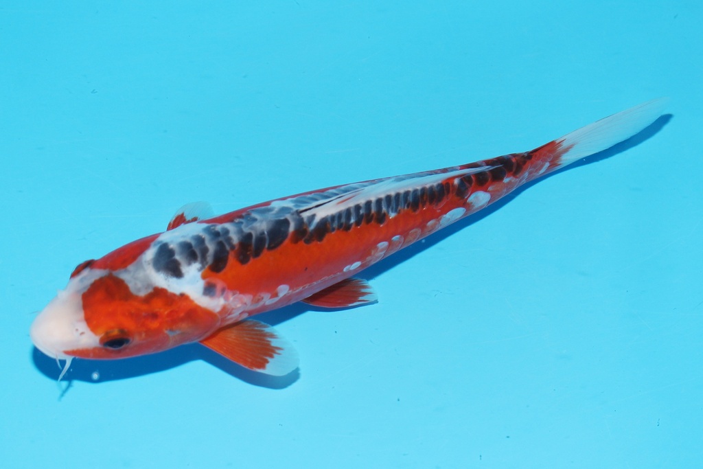 349082 26cm 田中产 秋翠 当才 公母不明 S15上 (3).JPG