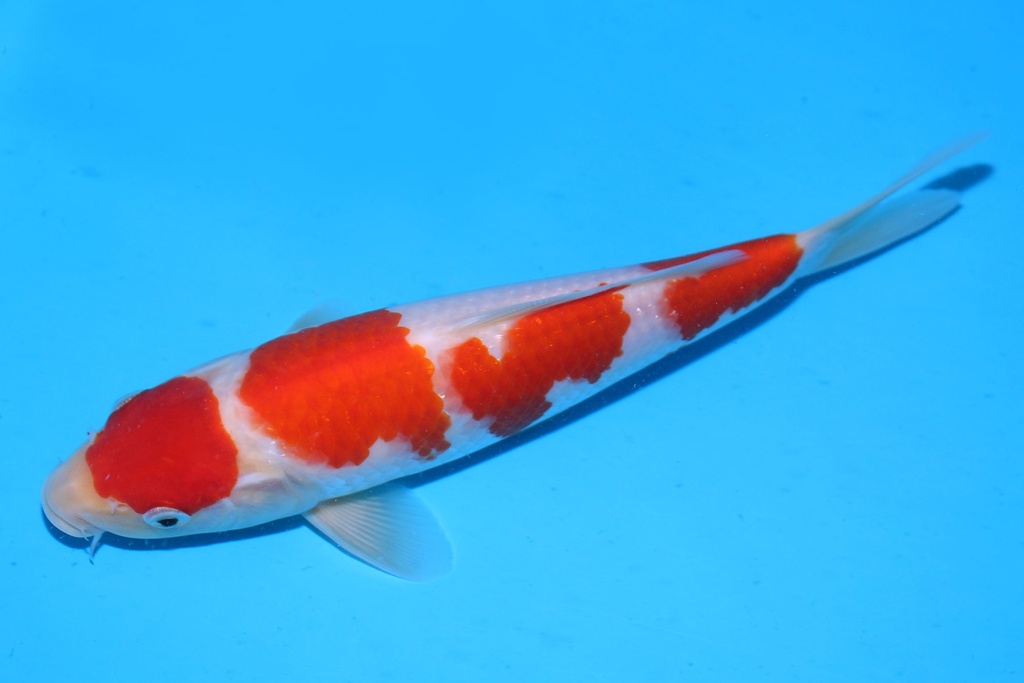 349085 25cm 阪井产 红白 当才 公母不明 S15下 (3).JPG