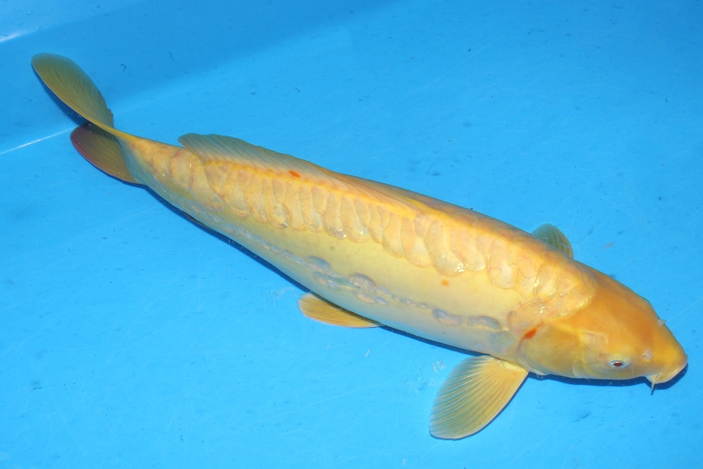 349087 61cm 丸堂产 介子 雌性 花园池 歪嘴 (2).JPG