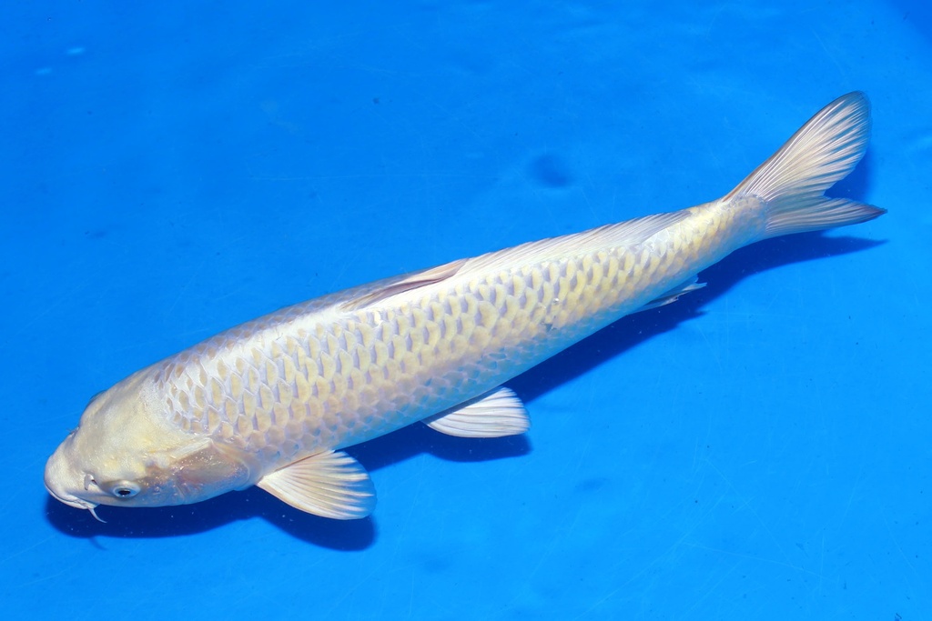 349088 42cm 尾形产 银狐 雌性 S4上 (3).JPG