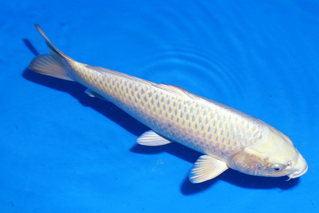 349088 42cm 尾形产 银狐 雌性 S4上 (2).JPG