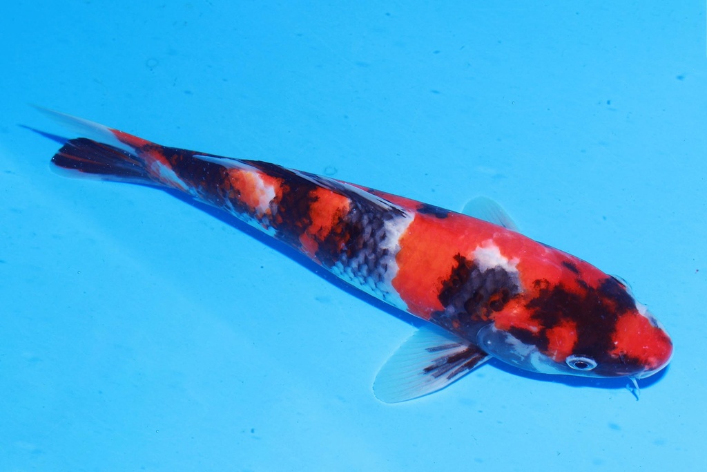 349090 29cm 野山产 当才 公母不详 M4 (2).JPG