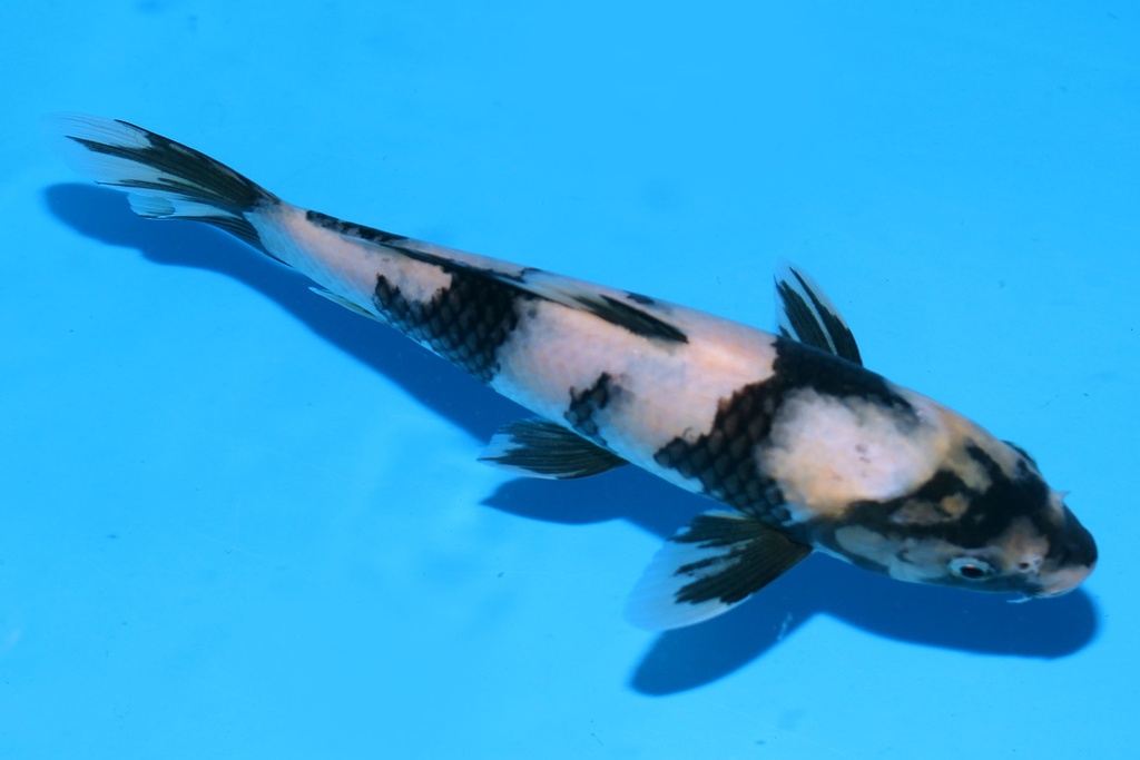 349092 22cm 尾形产 白泻 二才 雄性 P12 (2).JPG