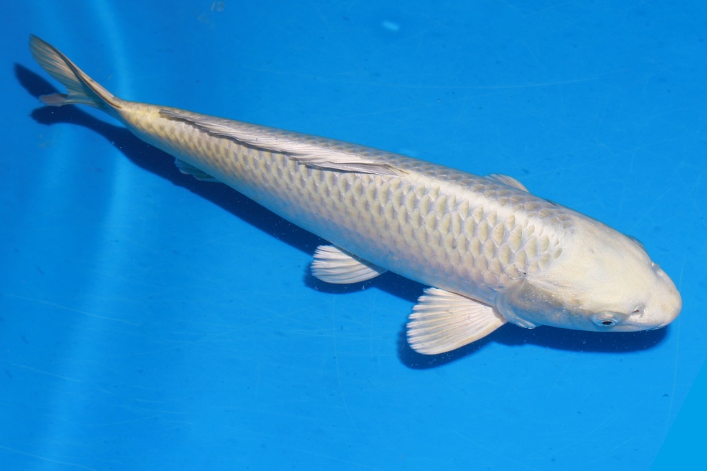 349095 42cm 尾形产 银狐 雄性 S3下 (2).JPG