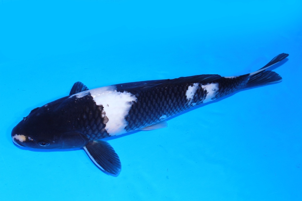 349096 37cm 尾形产 白泻 当才 雄性 S4下 (3).JPG