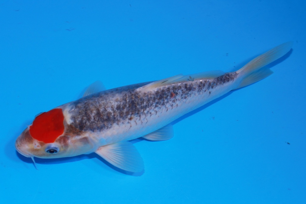 349100 27cm 菅野产 当才 公母不明 S2上 C135 (3).JPG