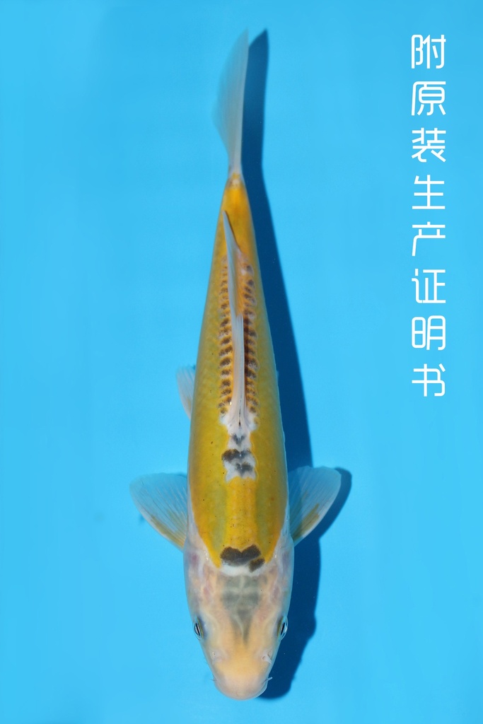 尾形产 彩若叶 当才 24cm 公母不明 341060