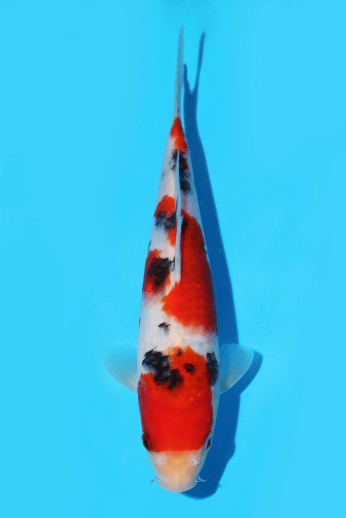 阪井产 大正 当才 21cm 公母不明 341064