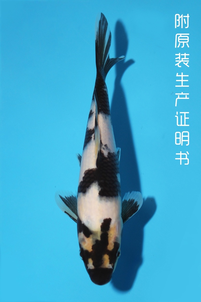 尾形产 白写 20cm 当才 公母不明 341065