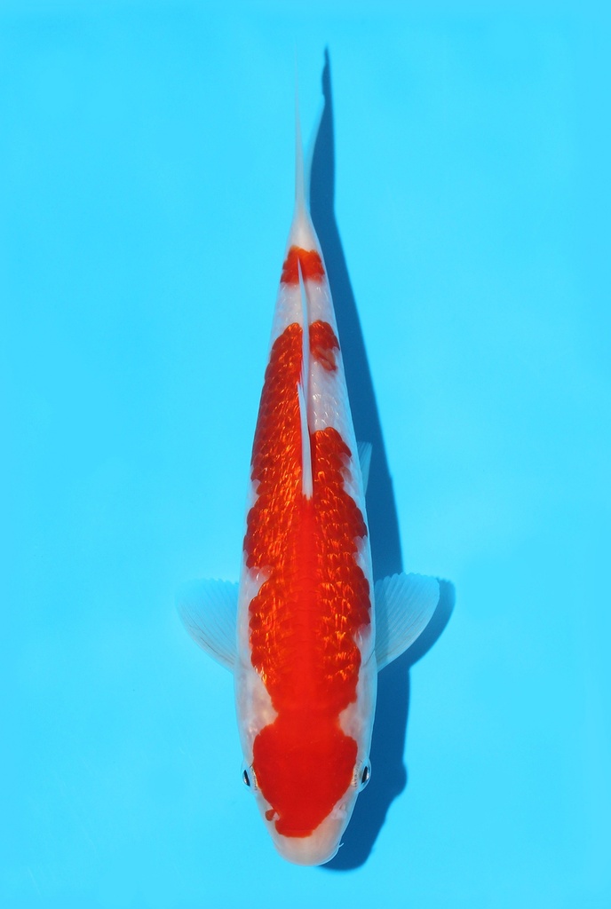 谷口产 银鳞红白 当才 20cm 公母不明 341066